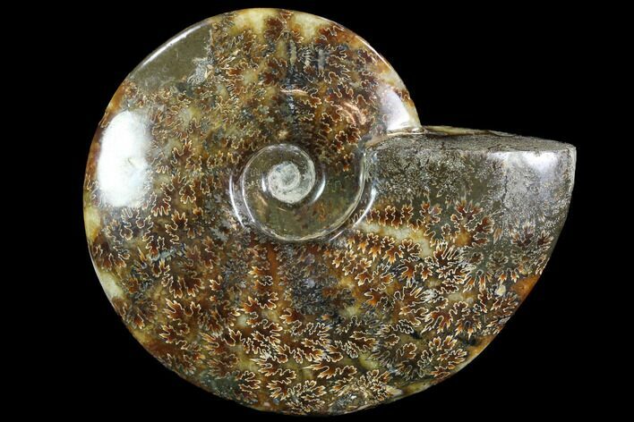 Polished, Agatized Ammonite (Cleoniceras) - Madagascar #88361